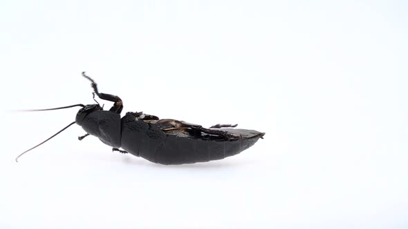 Cockroach Lies on Its Back with Its Paws Up and Turns. White Background. Close Up. Slow Motion