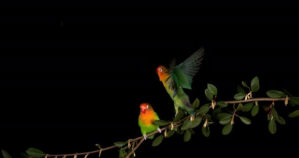 Fischer's Lovebird, agapornis fischeri, Pair standing on Branch, taking off, in flight