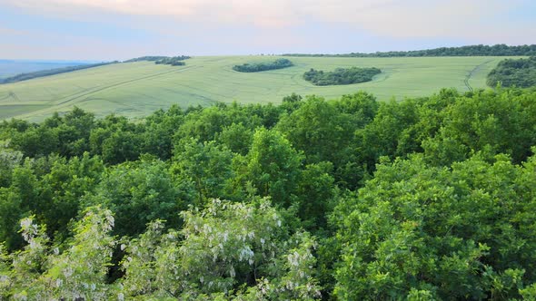 Aerial View of Dark Lush Forest with Blooming Green Trees Canopies in Spring