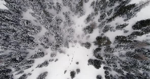 Forward Overhead Vertical Aerial Above Snowy Land with Woods Forest