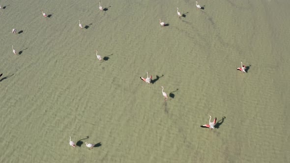 Aerial View of Flocks of Pink Flamingo Birds Standing in a Salt Lake