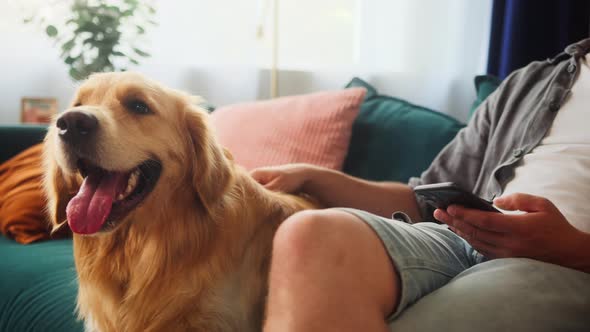 Closeup of Golden Retriever Lying on Sofa in Livingroom Man Using Smartphone Chatting Guy Petting