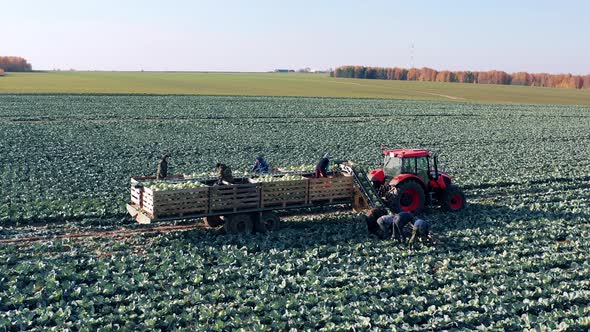 Cabbage Field with an Agricultural Machine and a Group of Farmers