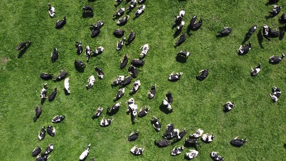 Aerial view of a herd of cows lies on the lush green grass and rests on a sunny day.