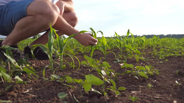 Low Angle View of Male Farmer Touching Young Sprout of Corn on the Field at Sunrise