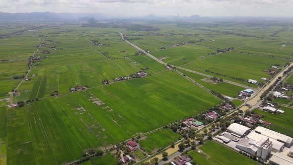 The Paddy Rice Fields of Kedah and Perlis, Malaysia