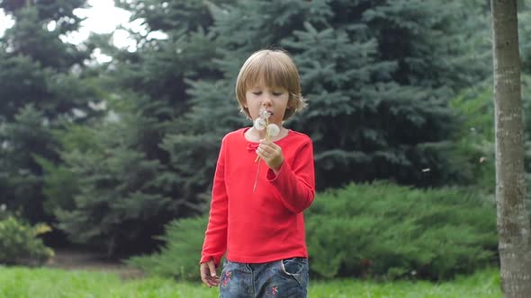 Beautiful Little Curly Girl Blowing Dandelion, Slow Motion