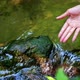 Woman Touching Clear Water at Small Brooks in the Forest - VideoHive Item for Sale