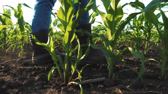 Female Feet in Rubber Boots Stepping Through the Corn Stalks on the Field at Organic Farm