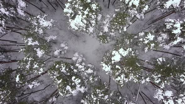 Winter forest. Aerial