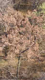 Vertical Video of an Autumn Forest During the Day