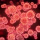 Virus cells Hepatitis, influenza, H1N1 Flu, aids, 2019-nCov COVID-19 coronavirus - VideoHive Item for Sale