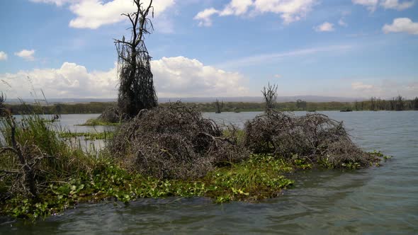 Lake Naivasha with dry trees