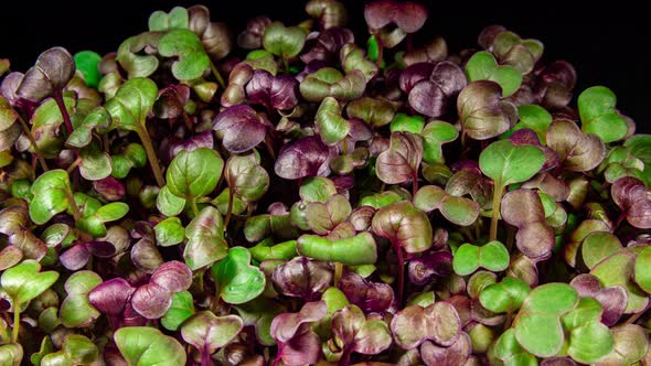 Radish Sango Microgreens Moving Seedling in Timelapse