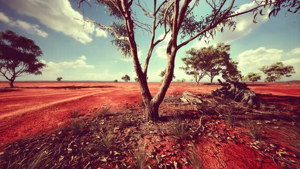 Amazing Sunset at Savannah Plains in National Park of Kenya