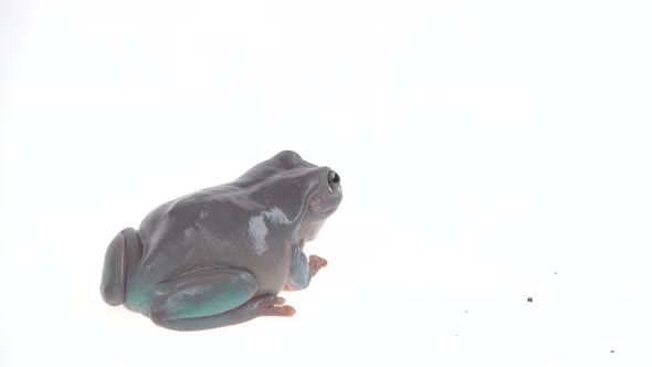 Australian Green Tree Frog Portrait Against White Background