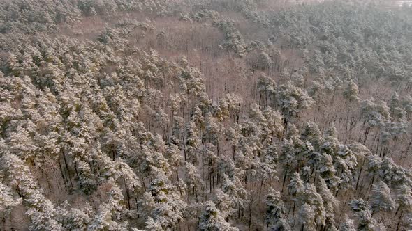 Drone View of Forest in Winter