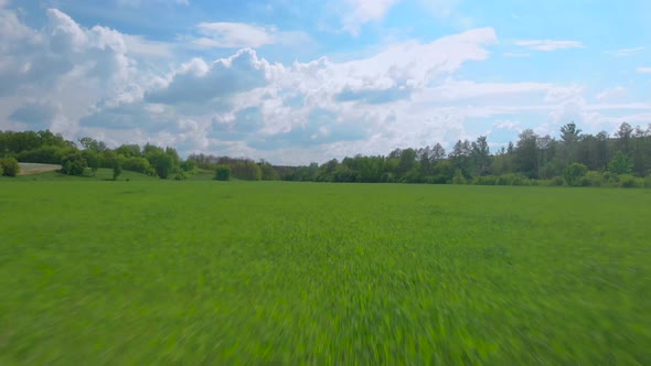 Extremly Close Flying Along the Green Young Wheat Field at Spring Sunny Day By Drone