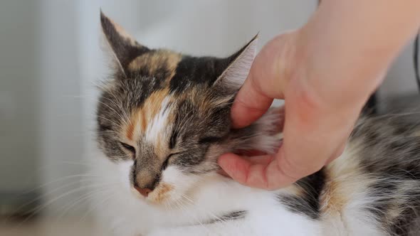 Owner petting majestic colorful domestic cat, close up view