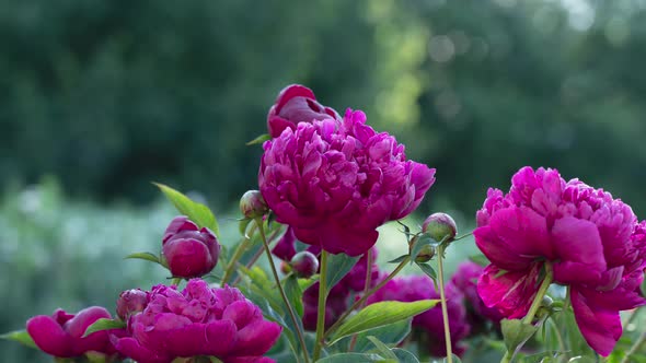 Beautiful Peonies in Full Bloom