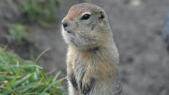 Portrait of Arctic Ground Squirrel, Carefully Looking Around