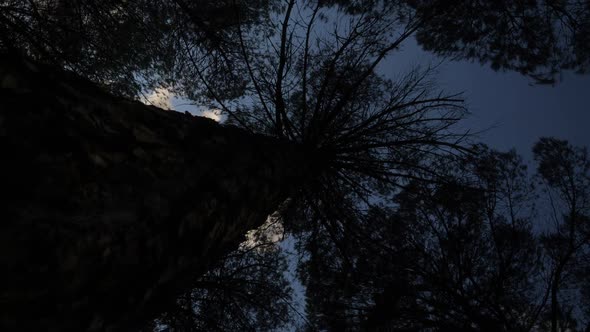 Forest and Sky