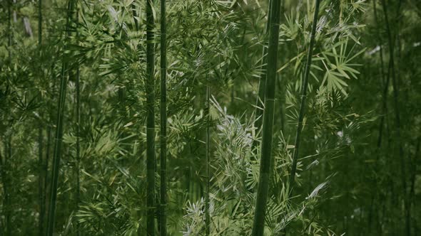 Bamboo Grove in Dense Fog