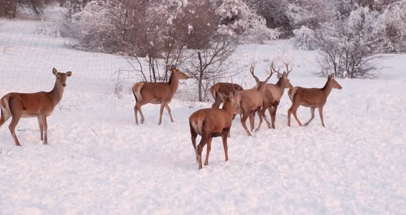 Deer Herd in Winter on the Hills Covered with Trees Behind the Fence