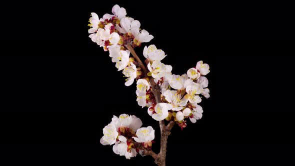 White Flowers Blossoms on the Branches of Apricot Tree