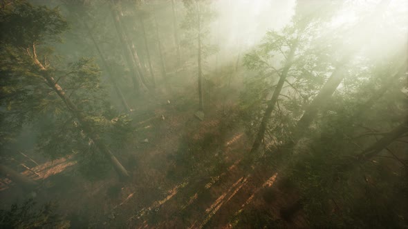 Drone Breaking Through the Fog To Show Redwood and Pine Tree