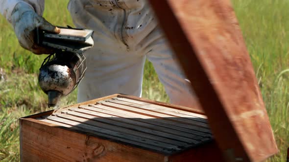 Beekeepers smoking the bees away from hive