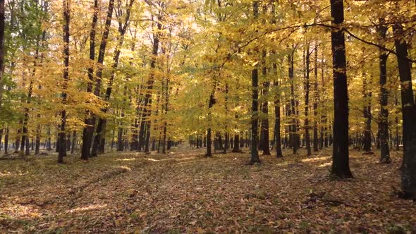 Walk through the magnificent autumn forest.