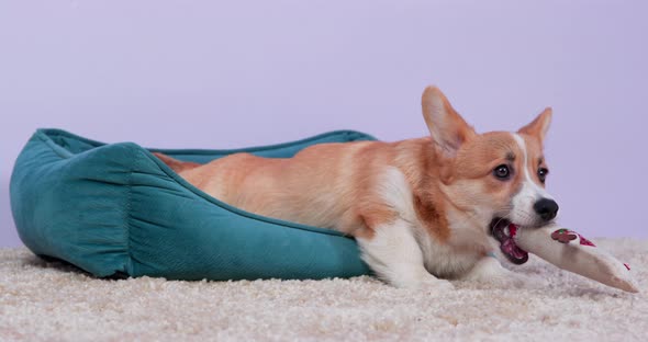 Domestic Doggy Chews Plush Toy Lying in Bed on Fluffy Rug