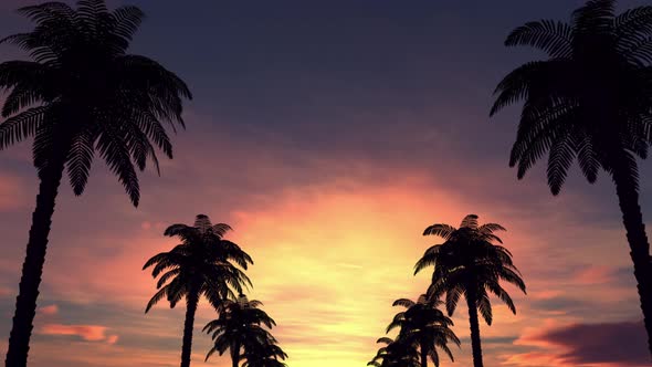 Palm Trees at Sunset