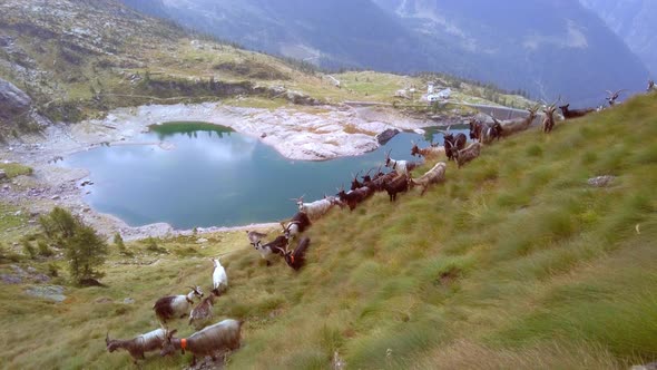 Herd Of Goats In The Mountains Above An Alpine Lake