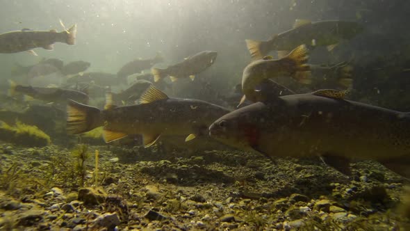 An underwater shot taken from a Go Pro of a group of fish in a fish farm swimming around.