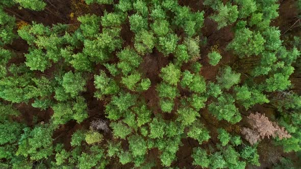 Forest Landscape Drone View