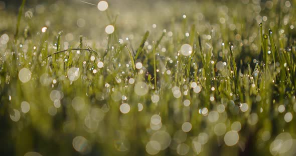 Macro Grass. Camera Moving Through Fresh Spring Green Grass on Pretty Meadow. Summer. Low Angle