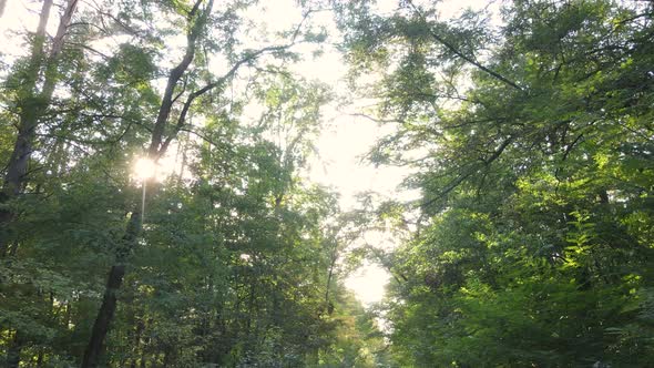 Autumn Forest with Trees By Day