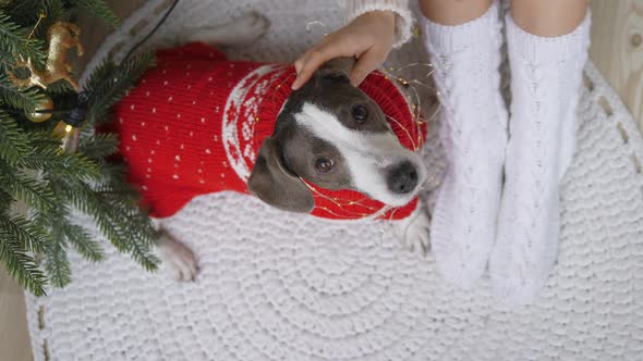 Girl in Knitted Knee Socks Patting Lovely Doggy in Cute Sweater on Ear Next to Christmas Tree on