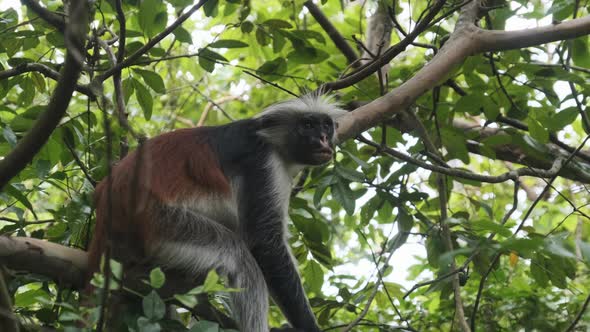 Red Colobus Monkey Sitting on Branch in Jozani Tropical Forest Zanzibar Africa