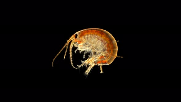 Amphipoda Eulimnogammarus Sp. Under the Microscope. Endemic Species. Subphylum Crustacea