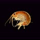 Amphipoda Eulimnogammarus Sp. Under the Microscope. Endemic Species. Subphylum Crustacea - VideoHive Item for Sale
