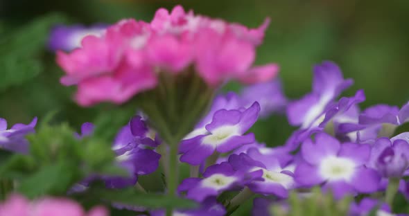 verbena hybrida. Coloured Ornemental flowers.