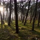 Seaside Pine Forest At Sunset - VideoHive Item for Sale