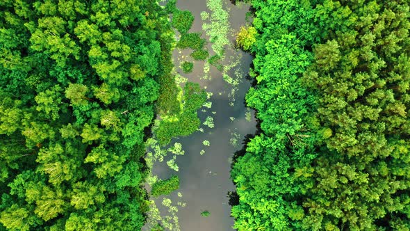 Flying above river and green algae in summer.