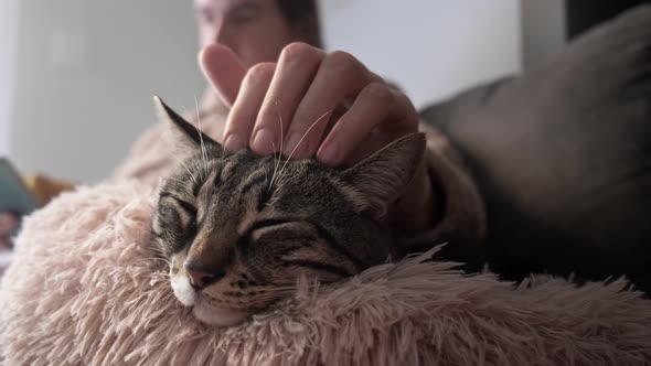 Close up man petting cat.