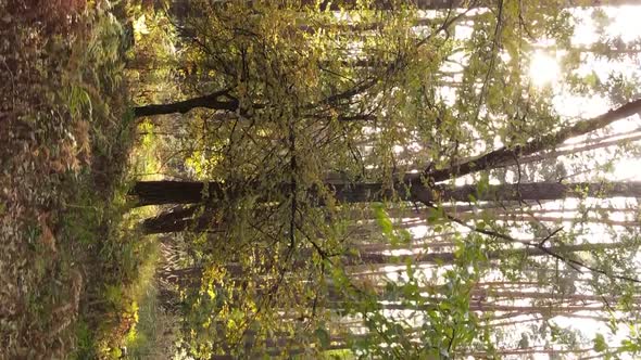 Vertical Video of a Forest Landscape on an Autumn Day in Ukraine