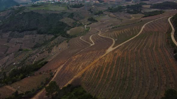 downward flight over a large mountainside completely covered with terraces for the viticulture of gr