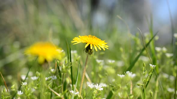 Dandelions in the Spring